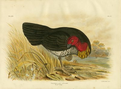 Brush Turkey by Gracius Broinowski